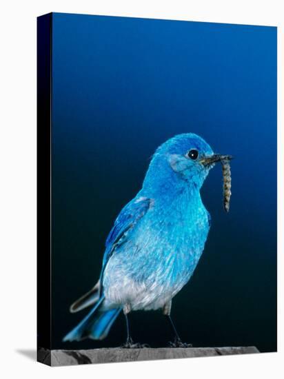 Mountain Bluebird in Yellowstone National Park, Wyoming, USA-Charles Sleicher-Stretched Canvas