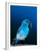 Mountain Bluebird in Yellowstone National Park, Wyoming, USA-Charles Sleicher-Framed Premium Photographic Print