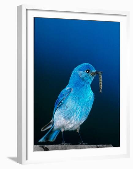 Mountain Bluebird in Yellowstone National Park, Wyoming, USA-Charles Sleicher-Framed Premium Photographic Print