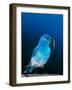 Mountain Bluebird in Yellowstone National Park, Wyoming, USA-Charles Sleicher-Framed Photographic Print