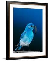 Mountain Bluebird in Yellowstone National Park, Wyoming, USA-Charles Sleicher-Framed Photographic Print