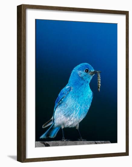 Mountain Bluebird in Yellowstone National Park, Wyoming, USA-Charles Sleicher-Framed Photographic Print