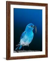 Mountain Bluebird in Yellowstone National Park, Wyoming, USA-Charles Sleicher-Framed Photographic Print