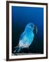 Mountain Bluebird in Yellowstone National Park, Wyoming, USA-Charles Sleicher-Framed Photographic Print