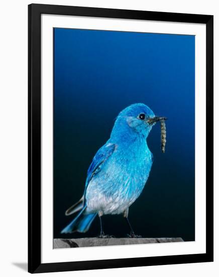 Mountain Bluebird in Yellowstone National Park, Wyoming, USA-Charles Sleicher-Framed Photographic Print