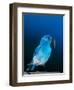 Mountain Bluebird in Yellowstone National Park, Wyoming, USA-Charles Sleicher-Framed Photographic Print