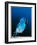Mountain Bluebird in Yellowstone National Park, Wyoming, USA-Charles Sleicher-Framed Photographic Print