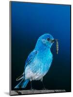 Mountain Bluebird in Yellowstone National Park, Wyoming, USA-Charles Sleicher-Mounted Photographic Print