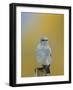 Mountain Bluebird, Male on Post, Grand Teton National Park, Wyoming, USA-Rolf Nussbaumer-Framed Photographic Print