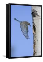 Mountain Bluebird Returning to Nest Cavity with Food-Ken Archer-Framed Stretched Canvas