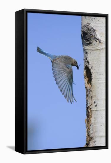 Mountain Bluebird Returning to Nest Cavity with Food-Ken Archer-Framed Stretched Canvas