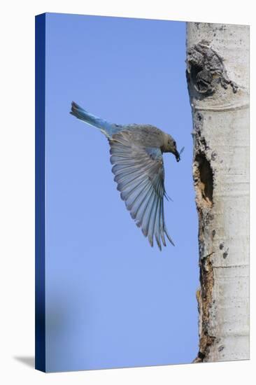 Mountain Bluebird Returning to Nest Cavity with Food-Ken Archer-Stretched Canvas
