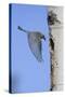 Mountain Bluebird Returning to Nest Cavity with Food-Ken Archer-Stretched Canvas