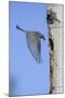 Mountain Bluebird Returning to Nest Cavity with Food-Ken Archer-Mounted Premium Photographic Print
