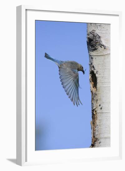 Mountain Bluebird Returning to Nest Cavity with Food-Ken Archer-Framed Photographic Print