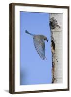 Mountain Bluebird Returning to Nest Cavity with Food-Ken Archer-Framed Photographic Print