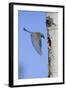 Mountain Bluebird Returning to Nest Cavity with Food-Ken Archer-Framed Photographic Print