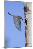 Mountain Bluebird Returning to Nest Cavity with Food-Ken Archer-Mounted Photographic Print