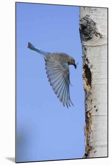 Mountain Bluebird Returning to Nest Cavity with Food-Ken Archer-Mounted Photographic Print