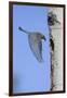 Mountain Bluebird Returning to Nest Cavity with Food-Ken Archer-Framed Photographic Print