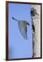 Mountain Bluebird Returning to Nest Cavity with Food-Ken Archer-Framed Photographic Print