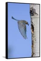 Mountain Bluebird Returning to Nest Cavity with Food-Ken Archer-Framed Stretched Canvas