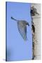 Mountain Bluebird Returning to Nest Cavity with Food-Ken Archer-Stretched Canvas