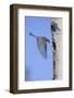 Mountain Bluebird Returning to Nest Cavity with Food-Ken Archer-Framed Photographic Print