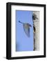 Mountain Bluebird Returning to Nest Cavity with Food-Ken Archer-Framed Photographic Print