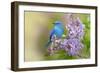 Mountain Bluebird (Sialia currucoides) adult male, perched on flowering lilac, USA-S & D & K Maslowski-Framed Photographic Print