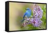 Mountain Bluebird (Sialia currucoides) adult male, perched on flowering lilac, USA-S & D & K Maslowski-Framed Stretched Canvas