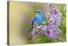 Mountain Bluebird (Sialia currucoides) adult male, perched on flowering lilac, USA-S & D & K Maslowski-Stretched Canvas