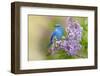 Mountain Bluebird (Sialia currucoides) adult male, perched on flowering lilac, USA-S & D & K Maslowski-Framed Photographic Print