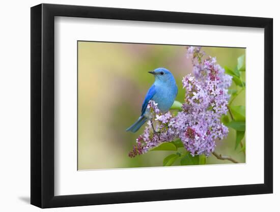 Mountain Bluebird (Sialia currucoides) adult male, perched on flowering lilac, USA-S & D & K Maslowski-Framed Photographic Print