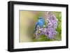 Mountain Bluebird (Sialia currucoides) adult male, perched on flowering lilac, USA-S & D & K Maslowski-Framed Photographic Print