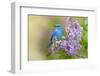 Mountain Bluebird (Sialia currucoides) adult male, perched on flowering lilac, USA-S & D & K Maslowski-Framed Photographic Print