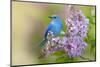 Mountain Bluebird (Sialia currucoides) adult male, perched on flowering lilac, USA-S & D & K Maslowski-Mounted Photographic Print