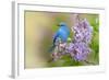 Mountain Bluebird (Sialia currucoides) adult male, perched on flowering lilac, USA-S & D & K Maslowski-Framed Photographic Print