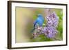 Mountain Bluebird (Sialia currucoides) adult male, perched on flowering lilac, USA-S & D & K Maslowski-Framed Photographic Print