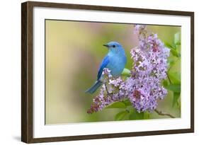 Mountain Bluebird (Sialia currucoides) adult male, perched on flowering lilac, USA-S & D & K Maslowski-Framed Photographic Print