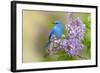 Mountain Bluebird (Sialia currucoides) adult male, perched on flowering lilac, USA-S & D & K Maslowski-Framed Photographic Print