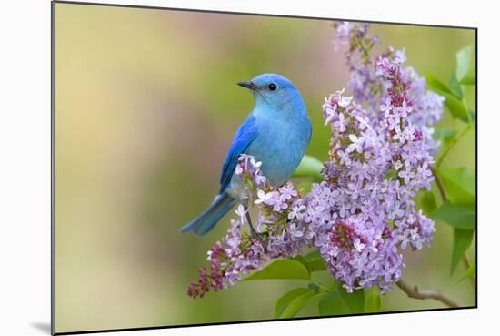 Mountain Bluebird (Sialia currucoides) adult male, perched on flowering lilac, USA-S & D & K Maslowski-Mounted Photographic Print