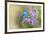 Mountain Bluebird (Sialia currucoides) adult male, perched on flowering lilac, USA-S & D & K Maslowski-Framed Photographic Print