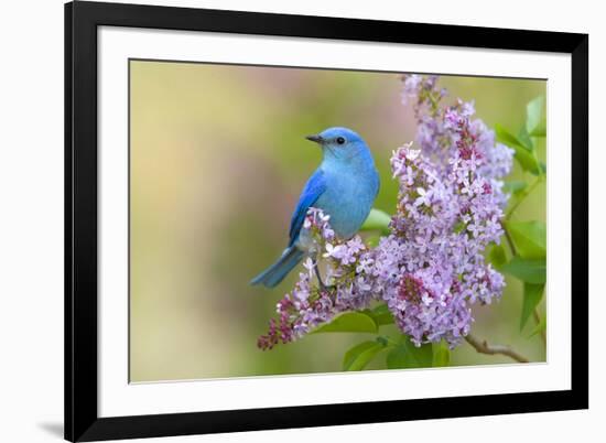 Mountain Bluebird (Sialia currucoides) adult male, perched on flowering lilac, USA-S & D & K Maslowski-Framed Photographic Print