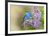 Mountain Bluebird (Sialia currucoides) adult male, perched on flowering lilac, USA-S & D & K Maslowski-Framed Photographic Print