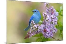 Mountain Bluebird (Sialia currucoides) adult male, perched on flowering lilac, USA-S & D & K Maslowski-Mounted Photographic Print
