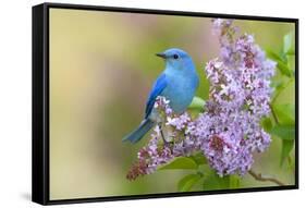 Mountain Bluebird (Sialia currucoides) adult male, perched on flowering lilac, USA-S & D & K Maslowski-Framed Stretched Canvas