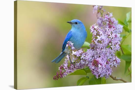 Mountain Bluebird (Sialia currucoides) adult male, perched on flowering lilac, USA-S & D & K Maslowski-Stretched Canvas