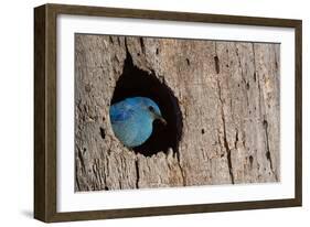 Mountain Bluebird, Sialia Currucoides, Male at Nest Hole at a Cavity in a Ponderosa Pine Tree in Th-Tom Reichner-Framed Photographic Print
