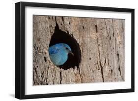 Mountain Bluebird, Sialia Currucoides, Male at Nest Hole at a Cavity in a Ponderosa Pine Tree in Th-Tom Reichner-Framed Photographic Print